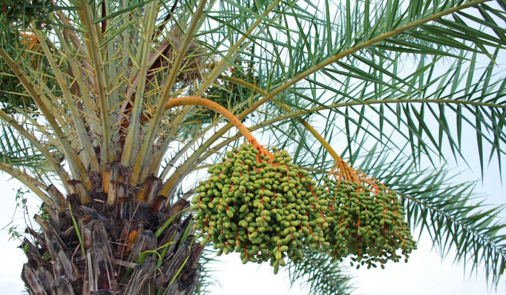 Green dates on a palm tree