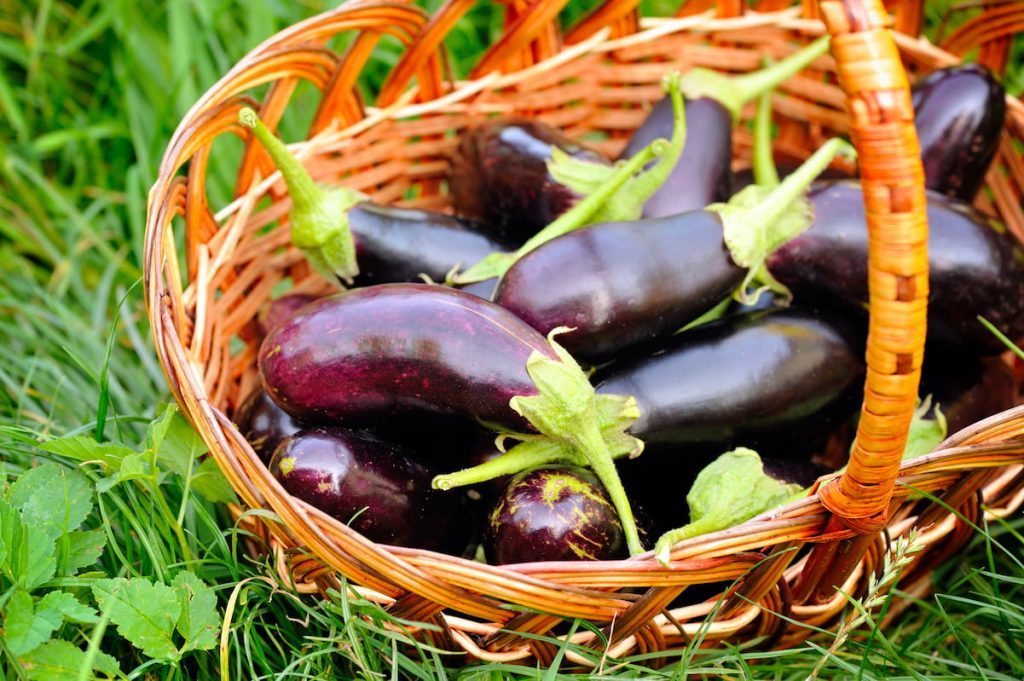 fresh eggplant in basket on grass