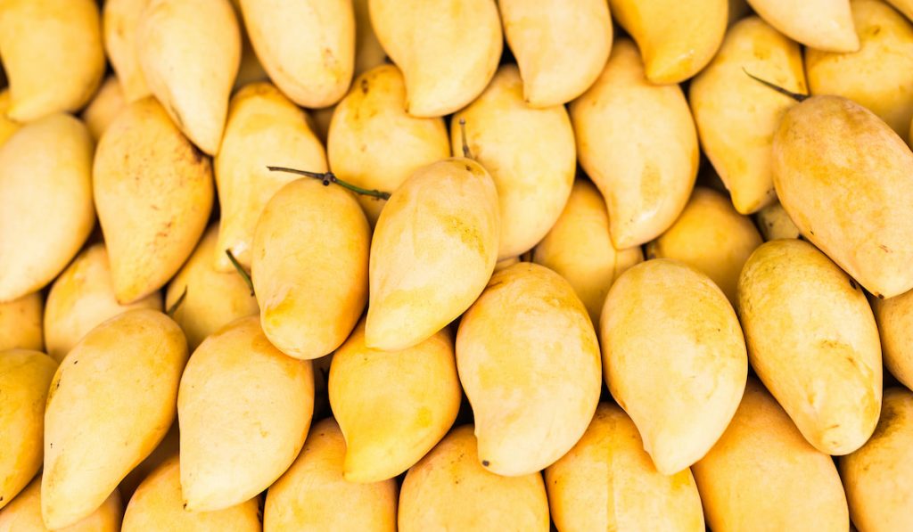 fresh yellow mangoes in row