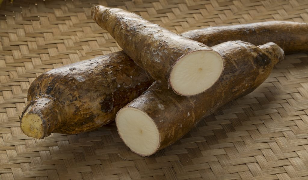freshly harvested cassava roots 