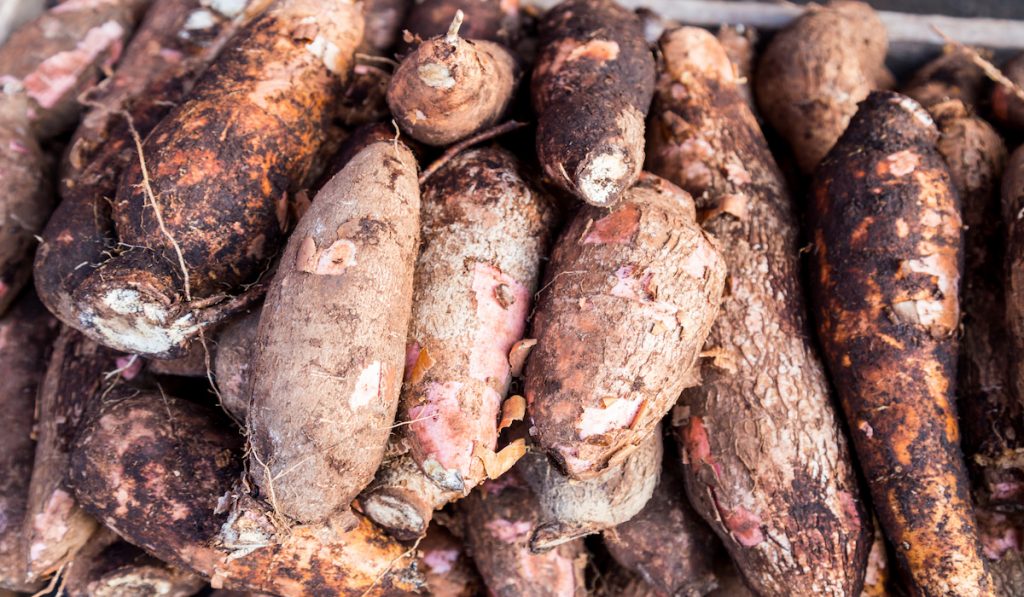 freshly harvested tapioca roots in the farm