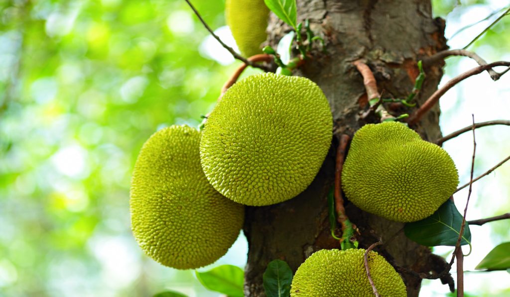 jackfruit on tree in the farm